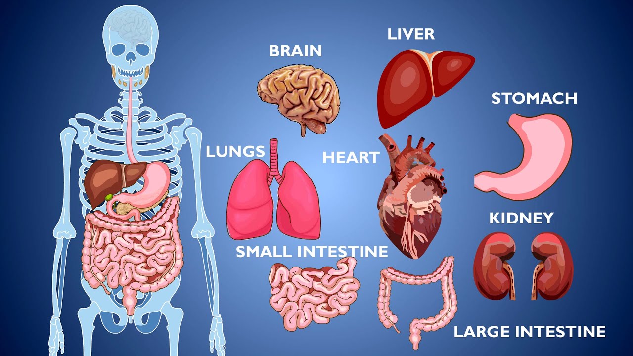 اصطلاحات زبان انگلیسی بر گرفته از بخش های بدن- بخش دوم